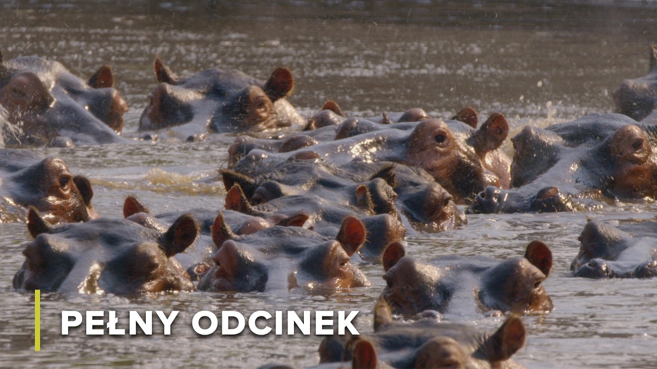 Zderzenie Drapieżników na Zakolu Rzeki | Nieujarzmiona Dolina 102