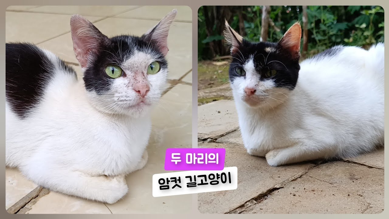 두 마리의 암컷 길고양이