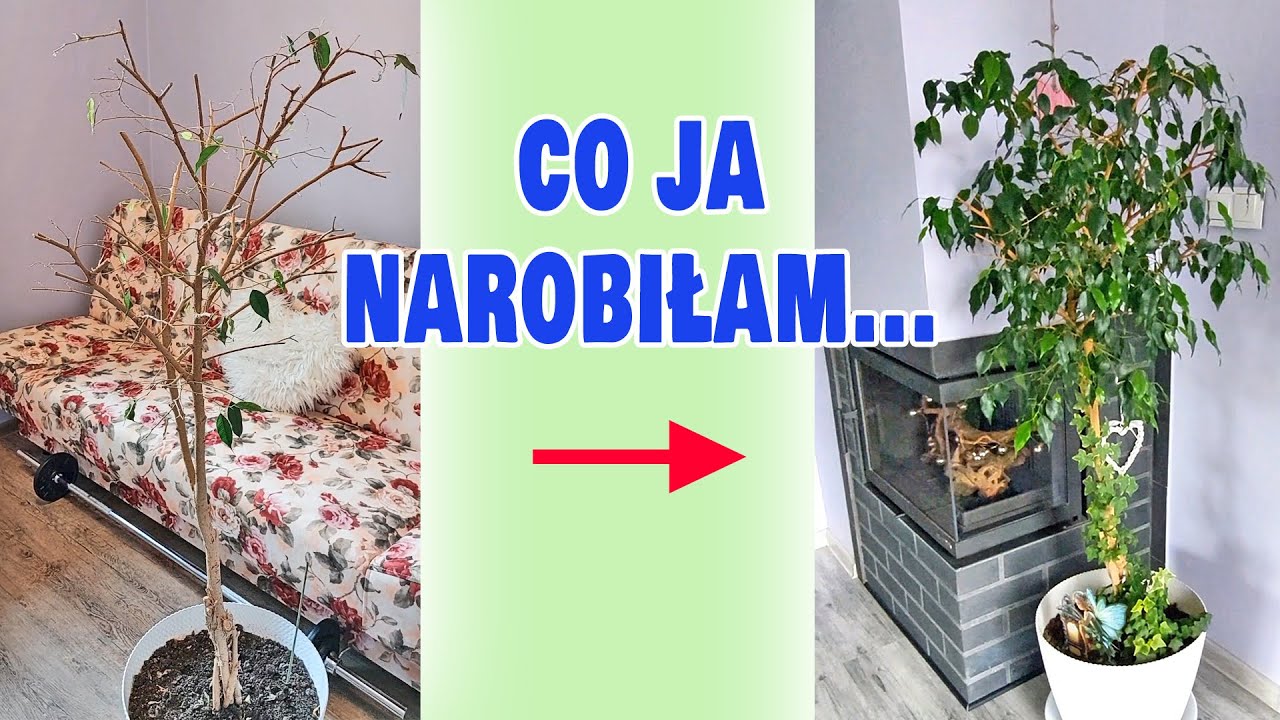 Podcięłam fikusa BENJAMINA do granic.. Efekt mnie zaskoczył!