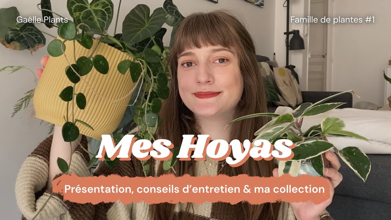 Famille de plantes #1 - Ma collection d'Hoya (conseils & présentation)