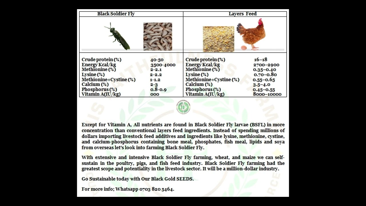 Comparing Nutritional Content in Black Soldier Fly Larvae and Layers Feed #bsffarming #bsflarva#feed