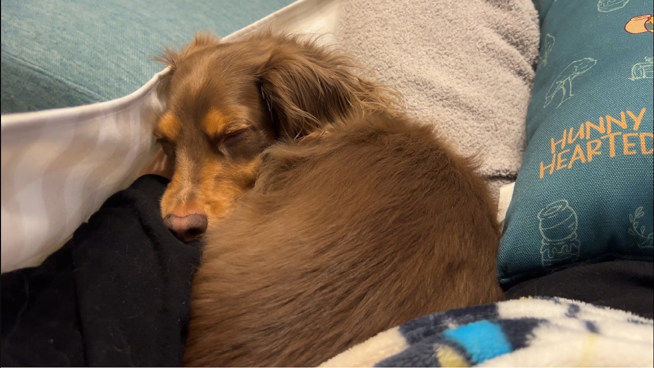 犬とハンモックで過ごす休日