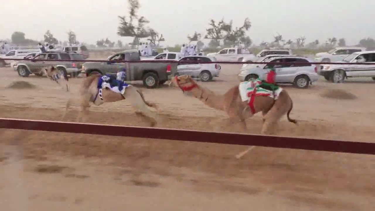 مركاض السيح الخضر الشوط الرابع