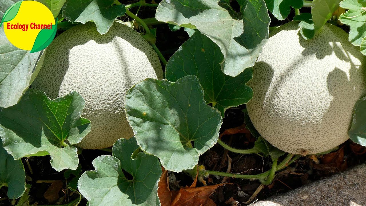 12 Tipos de Melones
