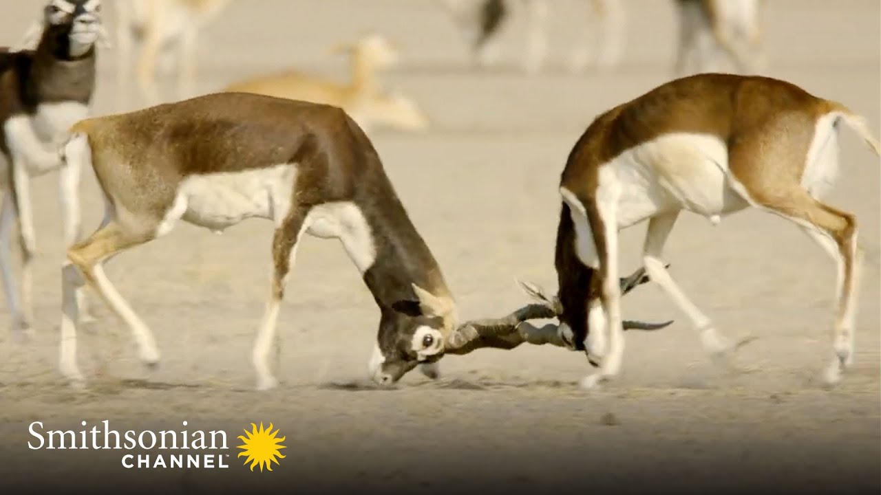 A Young Blackbuck Hopes to Win Over the Ladies 🦌 Into the Wild India | Smithsonian Channel