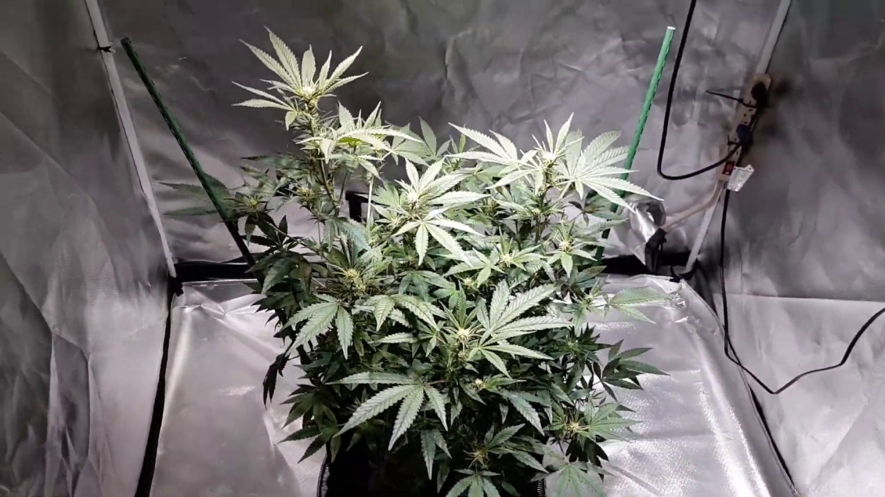 Michigan indoor recreational cannabis grow 02-02-2020
