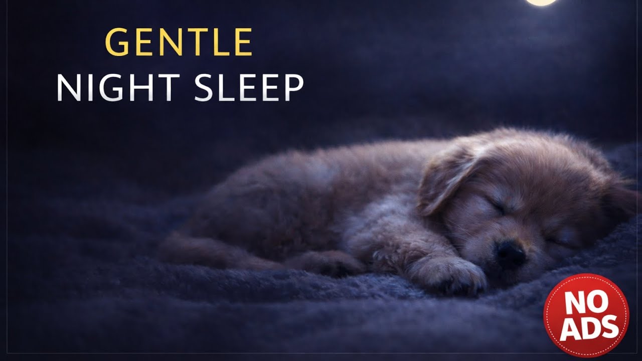 1 Hour Gentle Night Sleep Music for Puppies (DARK MODE).  #PuppyRelaxation#CalmMusicForDogs#