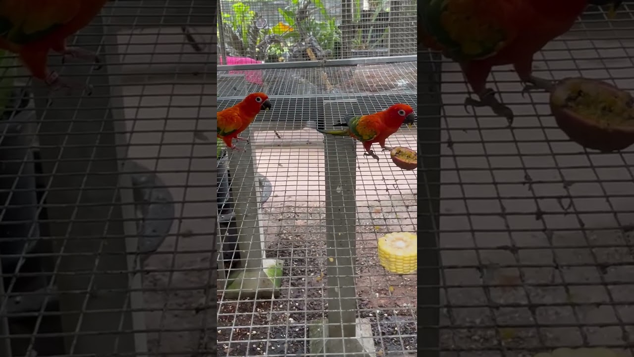 Sun Conure Pair Update 🌞 | Bonding, Behavior & Breeding Tips #birds #parrotplaytime #parrot