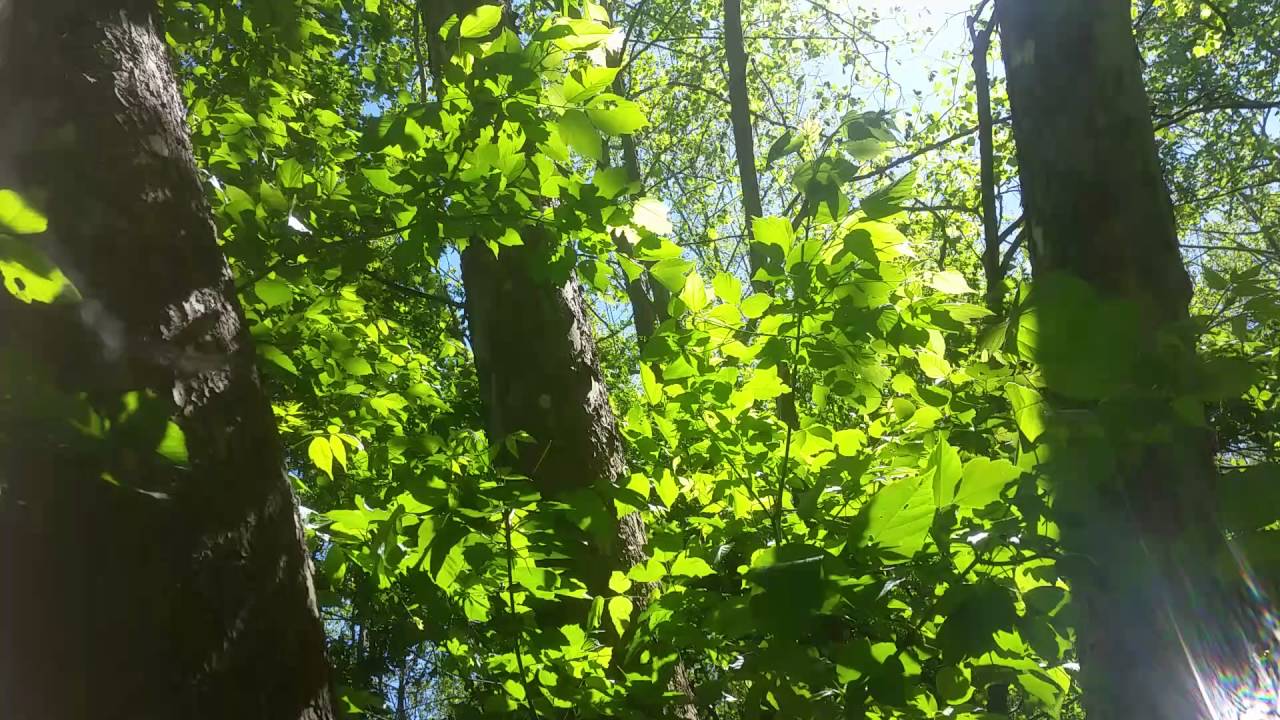 Real Bigfoot screams and whoops caught on trail camera