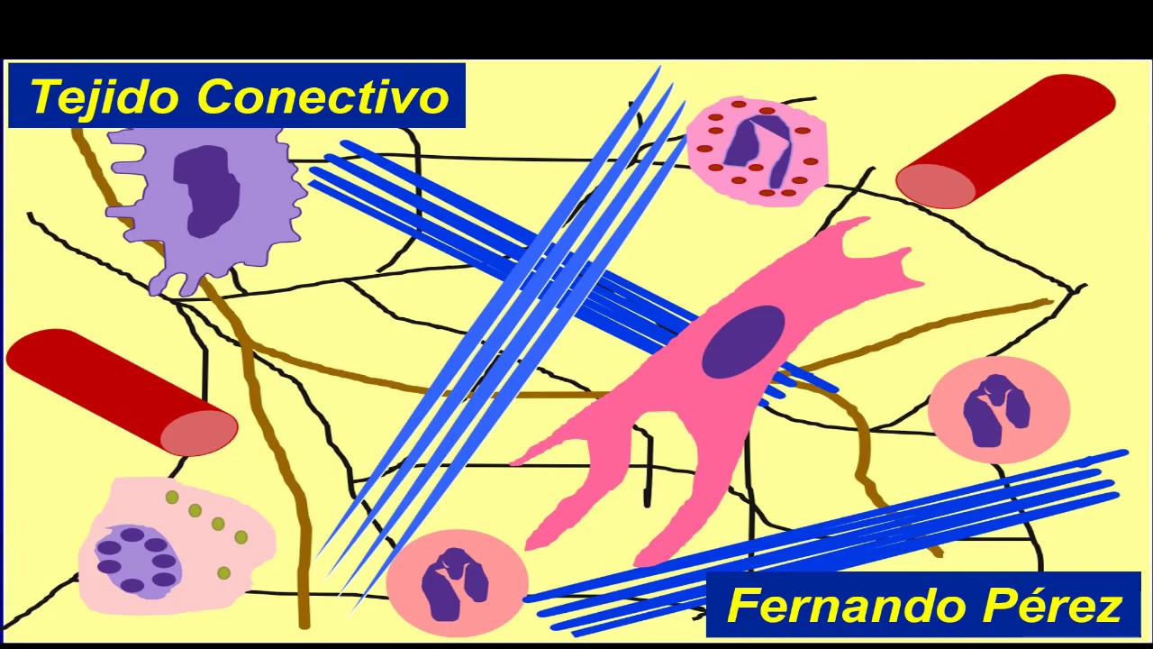 Tejido conectivo