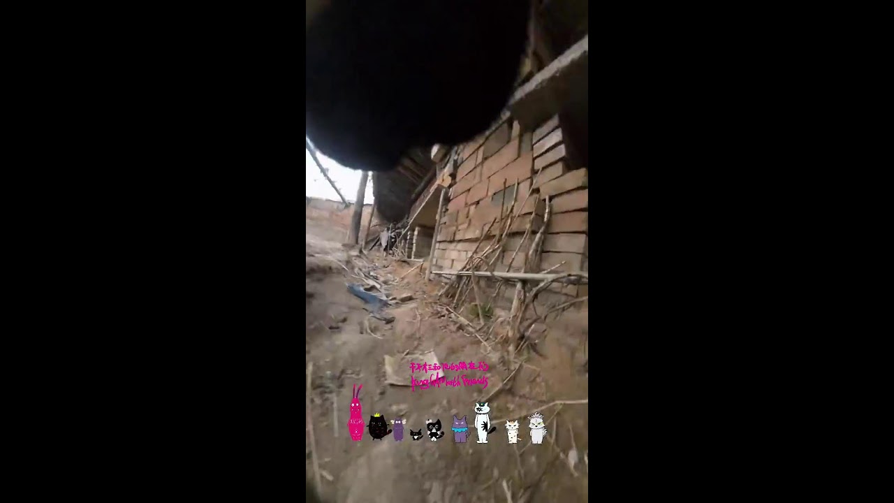 Cat Live｜ねこライブ｜貓咪直播｜ 2026-01-25 08:56:43