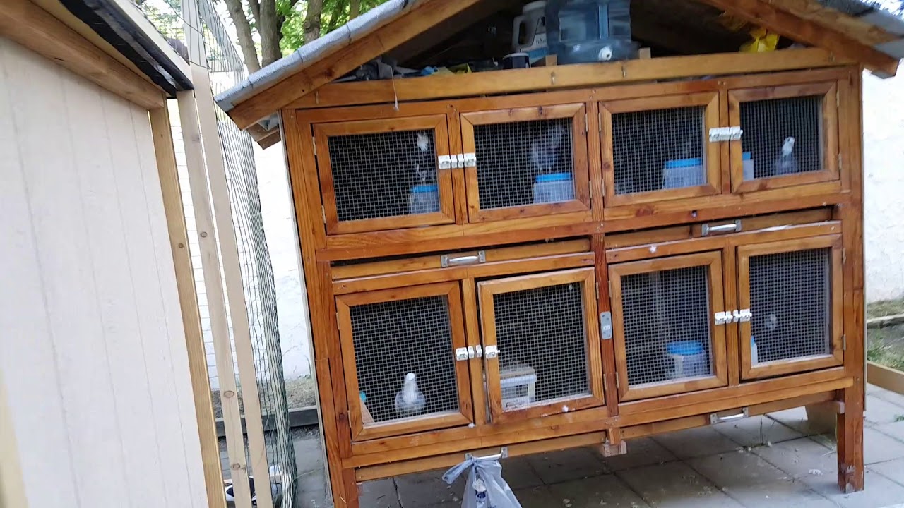 DVR Roller Pigeons #12:  Small new kit box for the youngsters