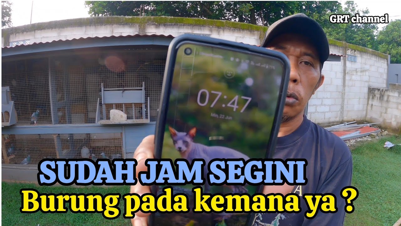 Menunggu kedatangan burung merpatipos lomba,jarak 644 kilometer
