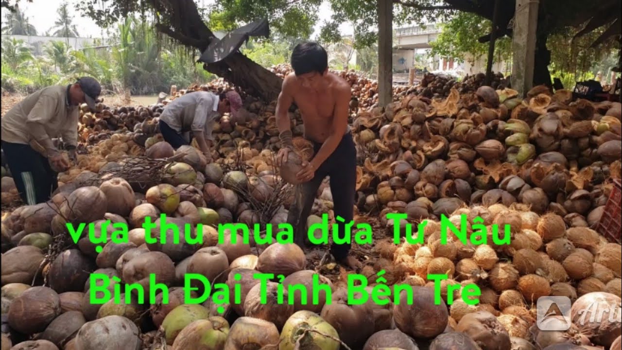 vựa thu mua dừa khô Tư Nâu Bình Đại ,Bến Tre