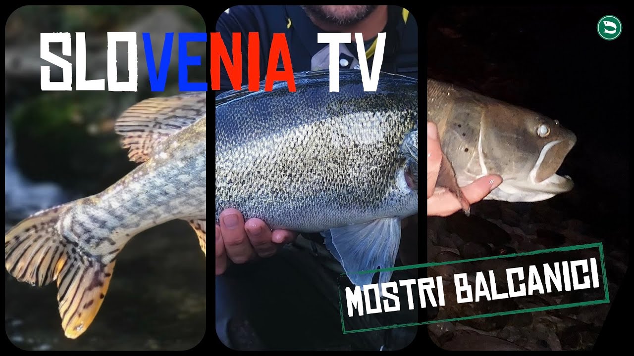 Pesca all'HUCHO in SLOVENIA - È successo di tutto! PESCI ENORMI (HUCHEN fishing in SAVA/LJUBLJANICA)