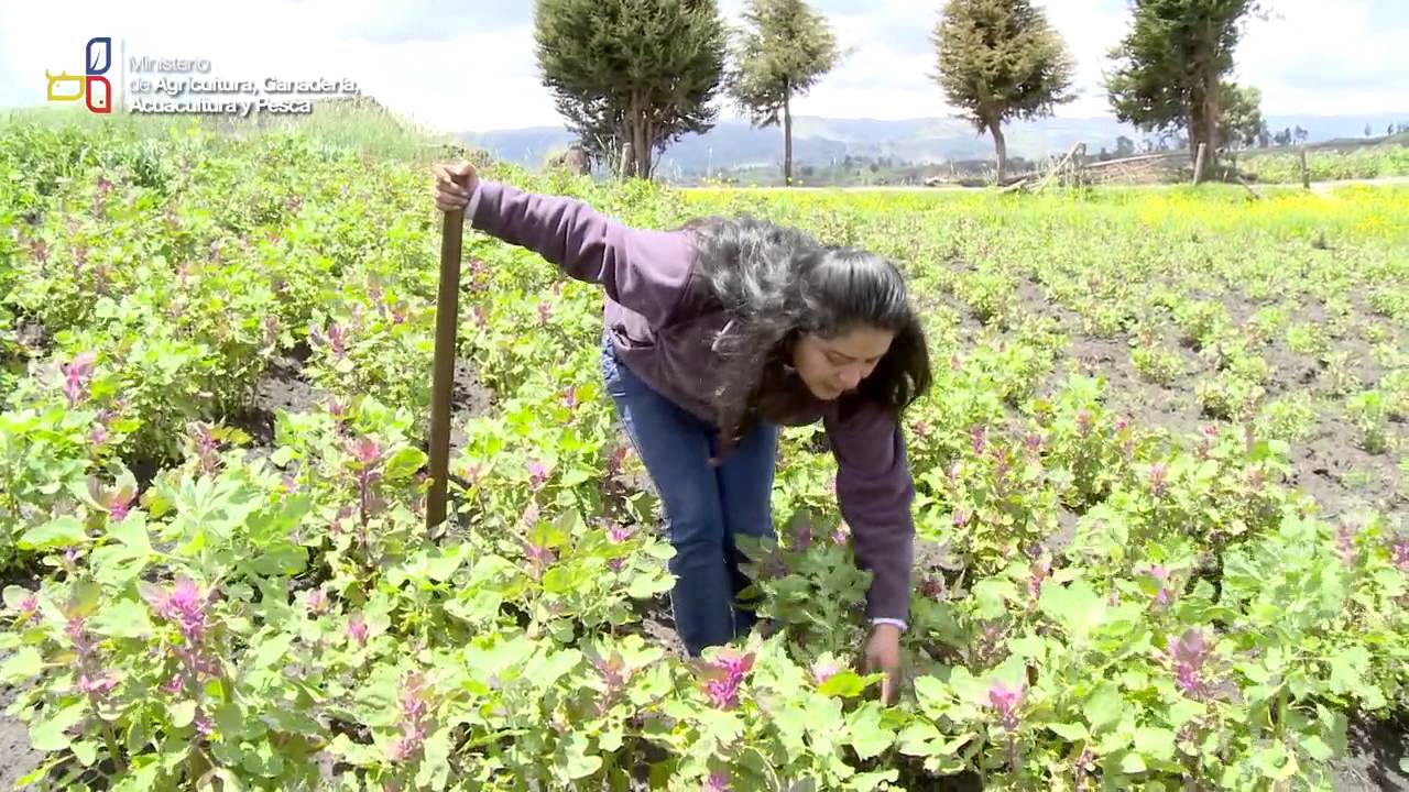 La producción de la Quinua