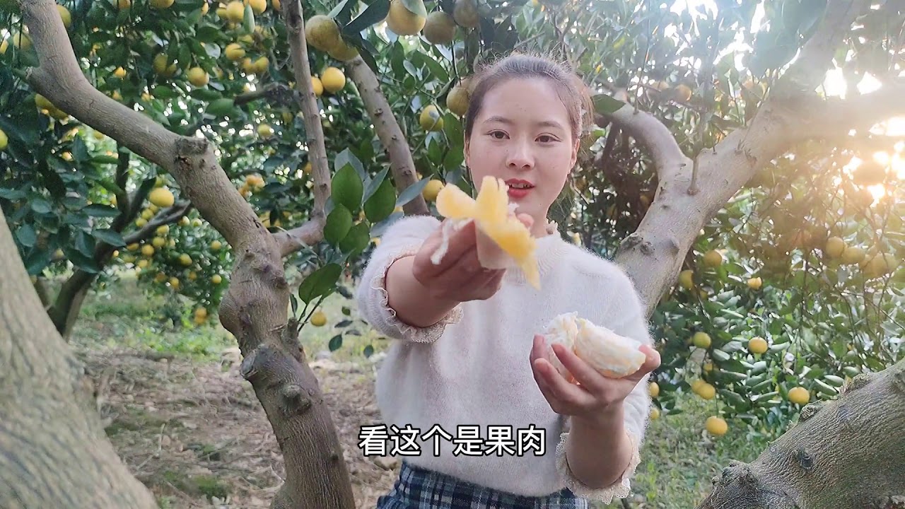 叔叔在家种植胡柚，年产值130万，成了浙江衢州常山农民的致富果