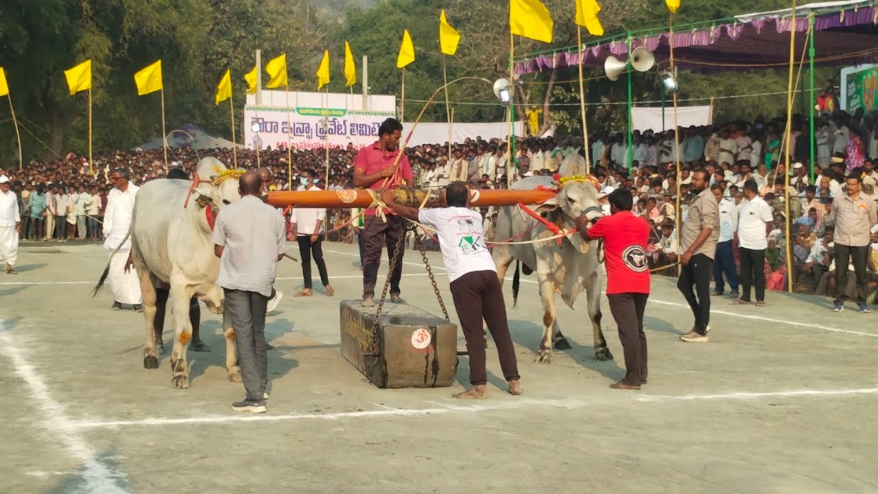 మహానంది సీనియర్ విభాగంలో. 3 మూడో జత గన్నవరం రాజా చౌదరి గారు 