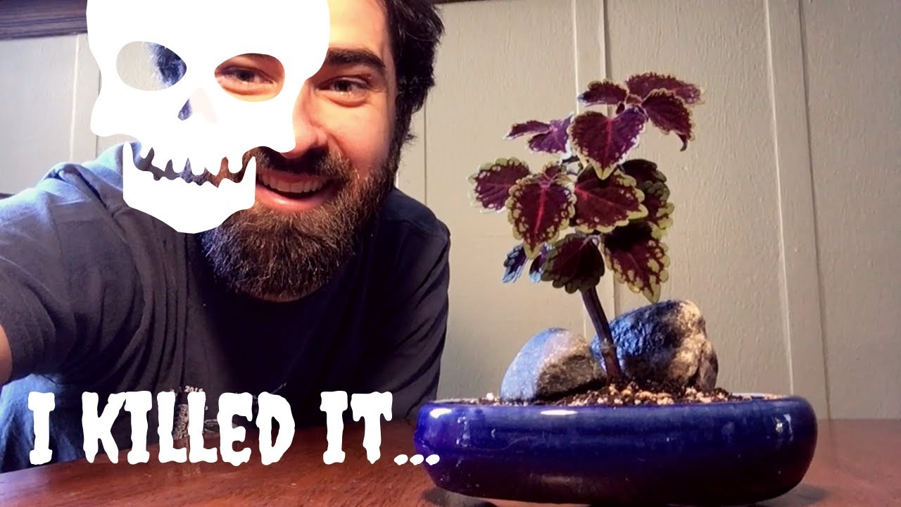 Hard Pruning a Coleus Bonsai -- [Jan 2020]