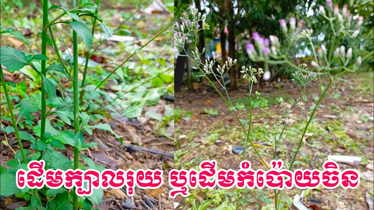 ដើមក្បាលរុយ ឬដើមកំប៉ោយចិន អត្ថប្រយោជន៍របស់ដើមក្បាលរុយ ឬដើមកំប៉ោយចិន 