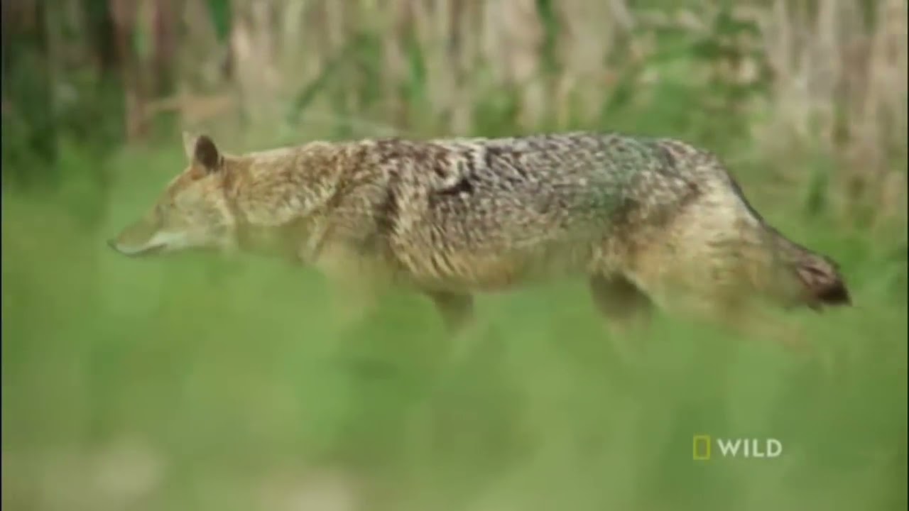 Documentario : Alcateia De Lobo Em Seu Habitat Nat Geo