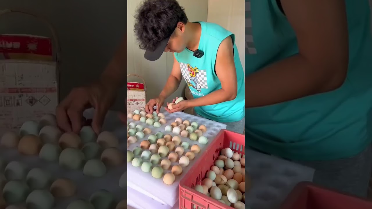 真正的土鸡蛋到底是干净鲜亮的还是脏兮兮的，哈哈#我的乡村生活 #优质农产品 #返乡创业青年 #日常生活