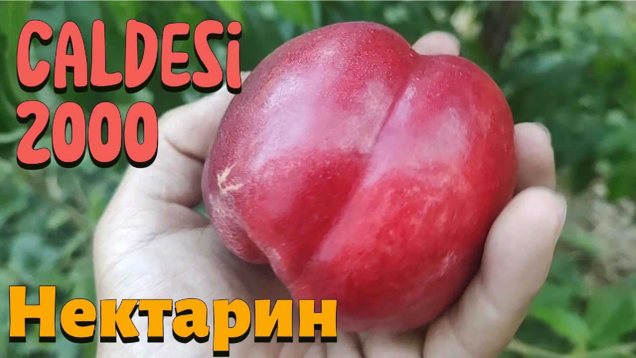 Нектарин сорту CALDESI 2000