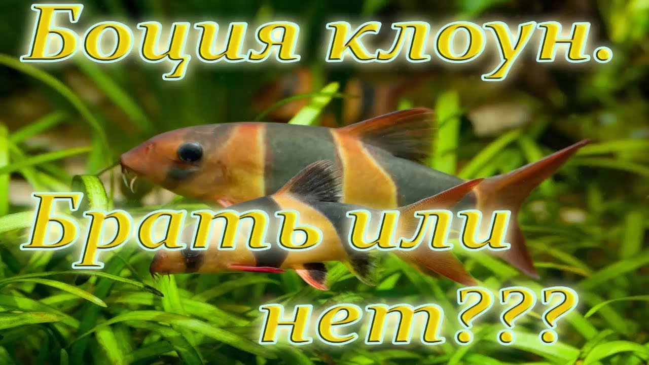 Вся правда о содержании боции клоун.