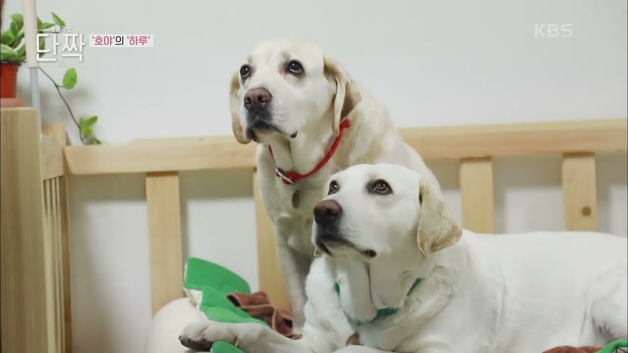 무려 서른 가지가 넘는 집안일을 척척 해내는 호야와 하루 [동물극장 단짝] | KBS 230225 방송