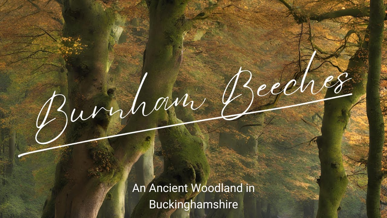 Burnham Beeches: An Ancient Woodland Walk in Buckinghamshire.
