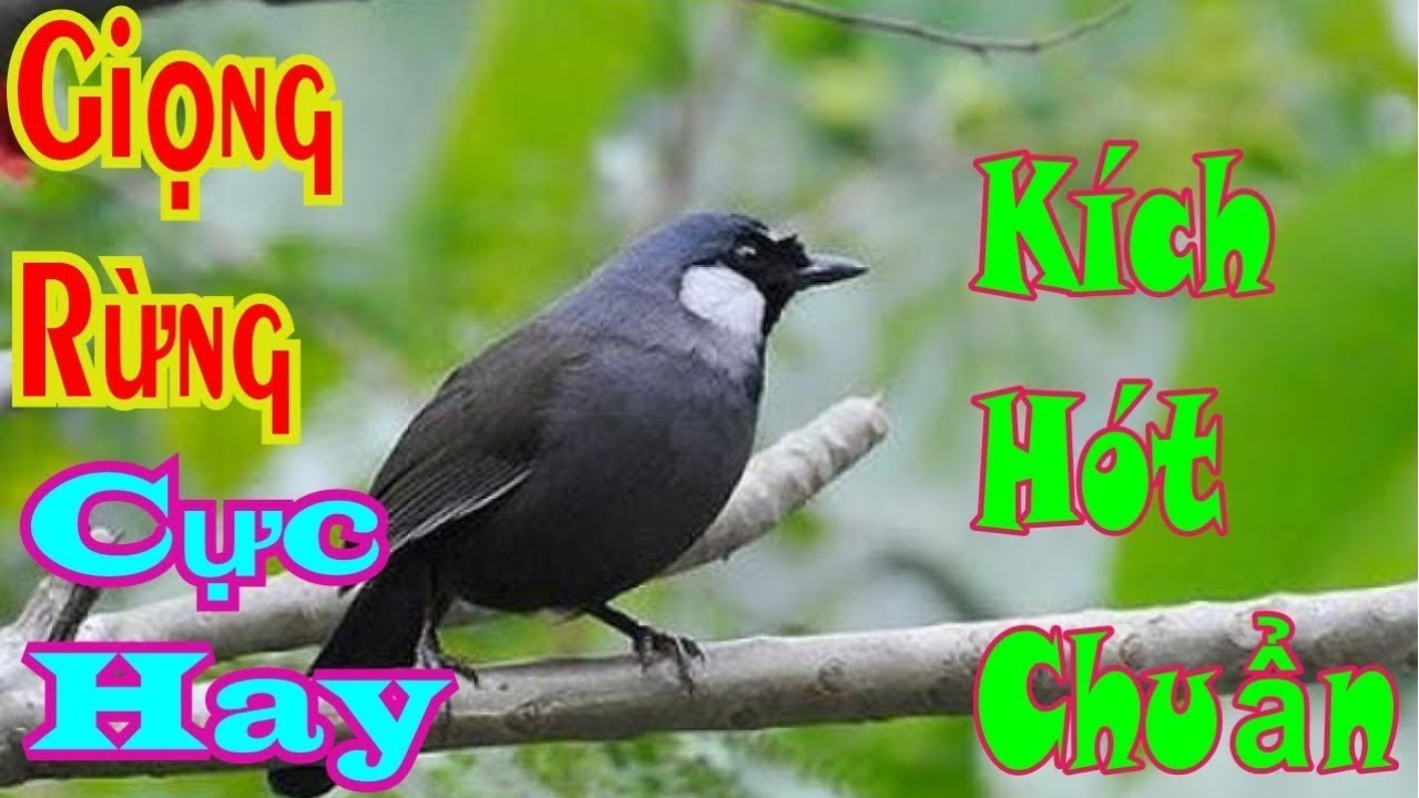 Khướu Hót giọng rừng RÉO BỔI HÓT kích khướu bổi,luyện khướu bổi hót nhanh căng lửa