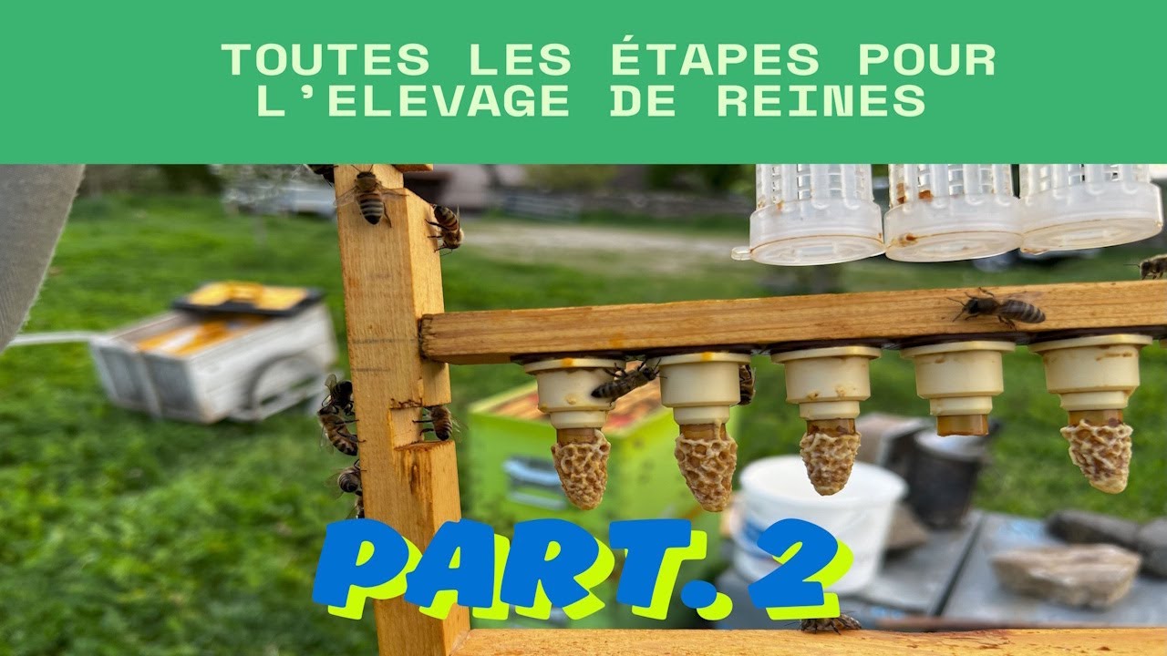 Apiculture : toutes les étapes pour l’élevage de reines part. 2