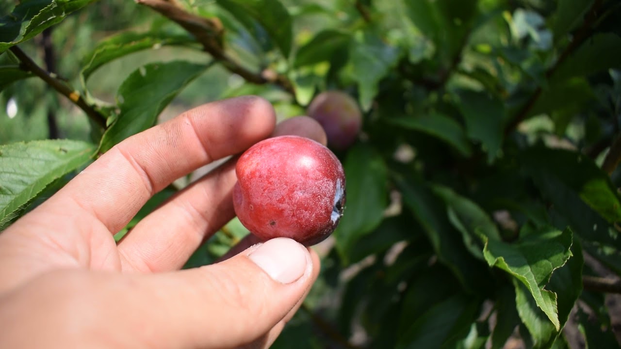 Свит Триат (Sweet Treat) гибрид (слива-черешня) - Агро Сад