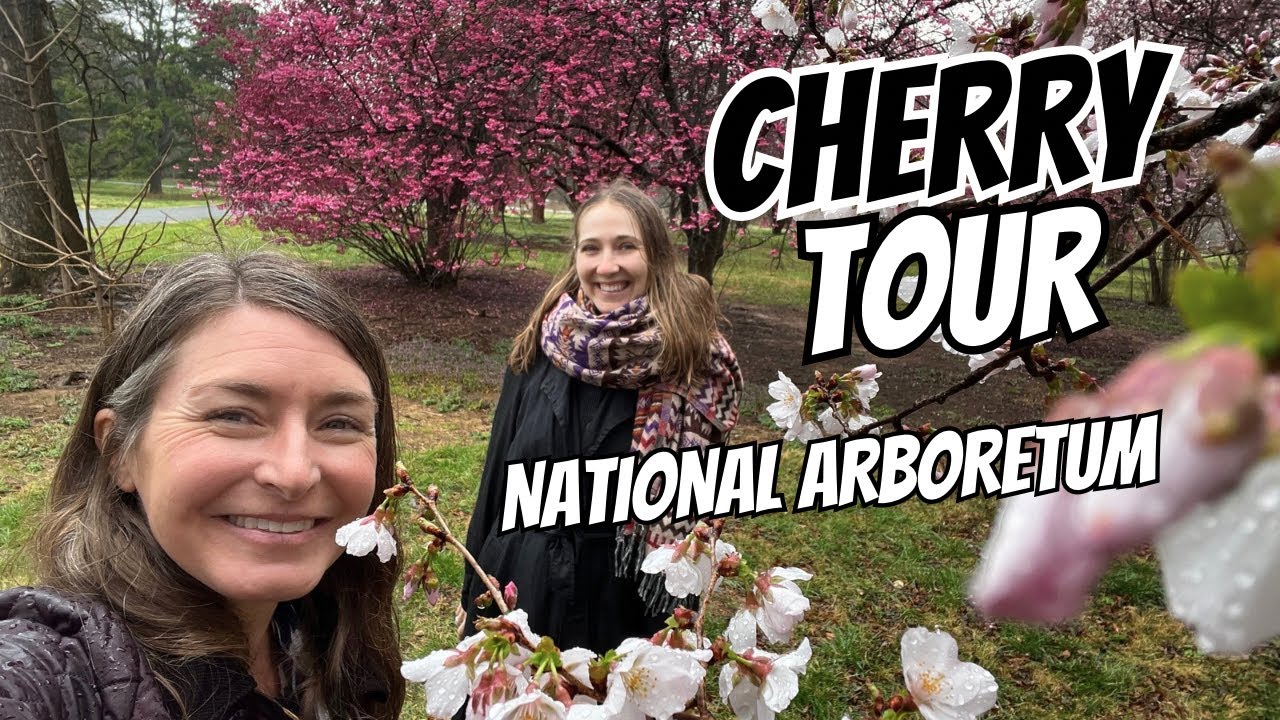 Cherry Tour at the National Arboretum in Washington DC