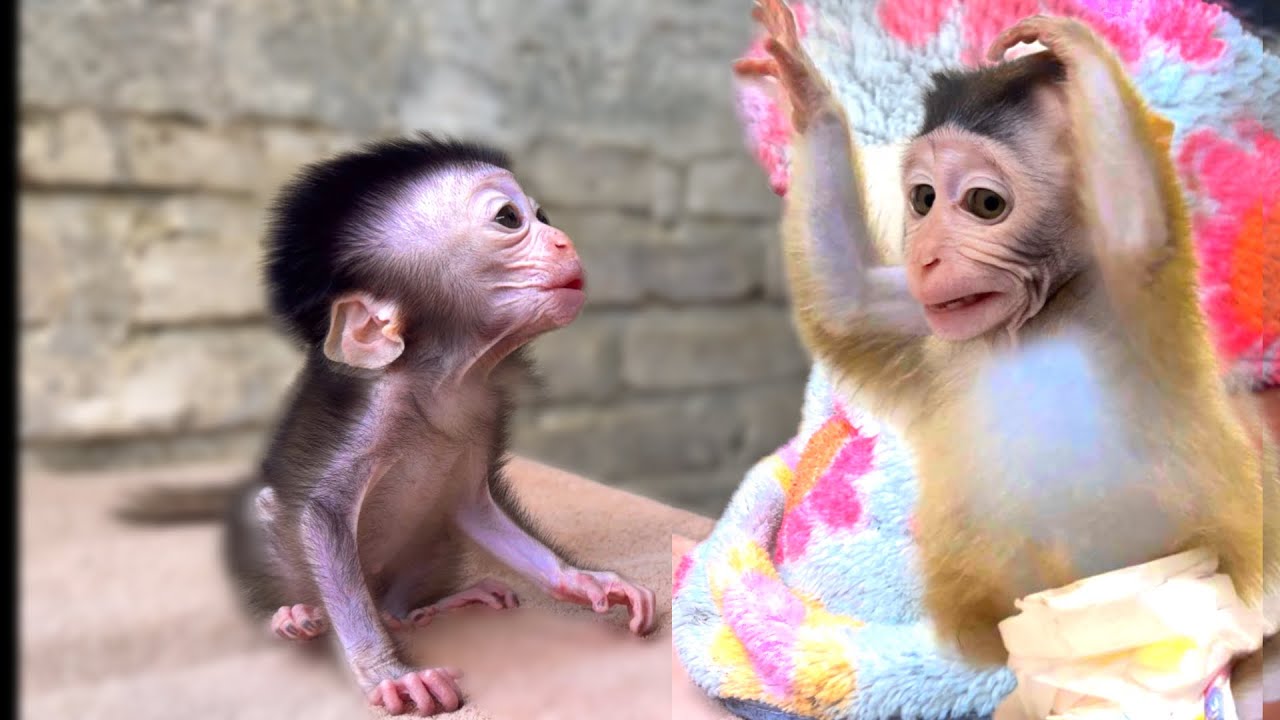 “You Won’t Believe This Baby Monkey’s Reaction 🥹”