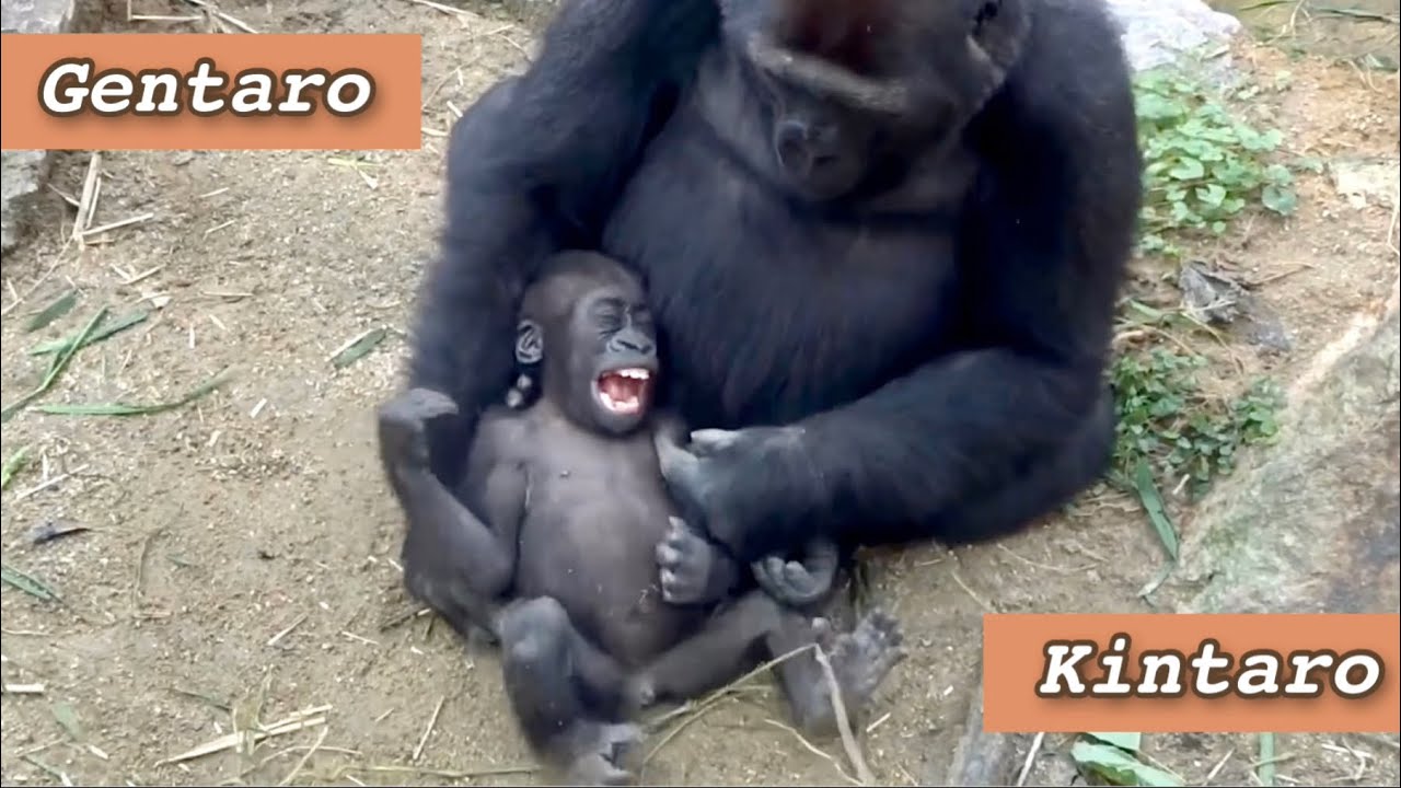('19)一緒に遊び始めた兄弟ゴリラ  1⭐️Gorilla【京都市動物園】Gentaro and Kintaro started playing together  1