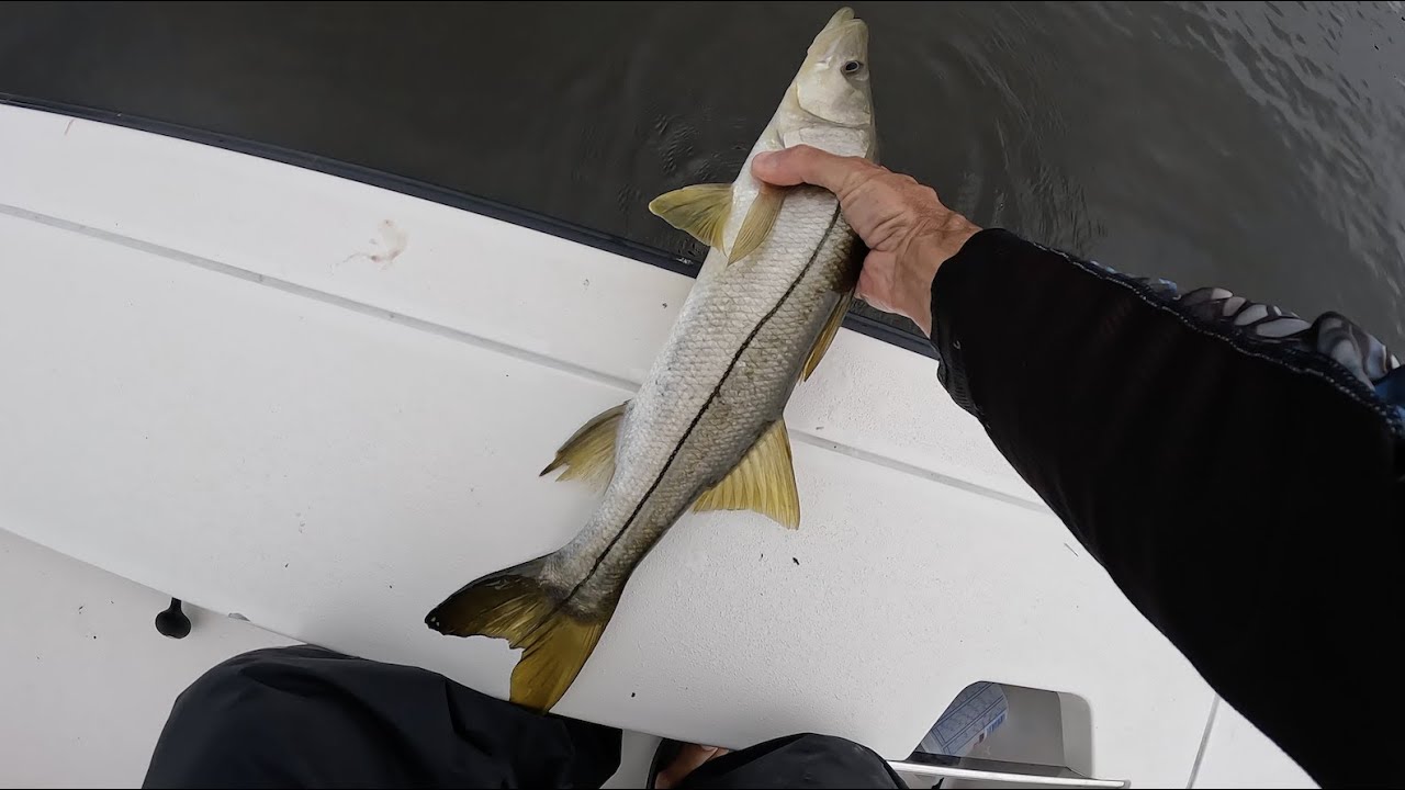 Snook Fishing Docks On The Redfisher 16