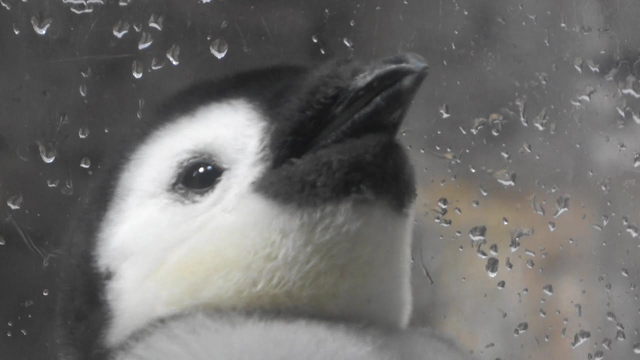 コウテイペンギンの赤ちゃん2019🐧