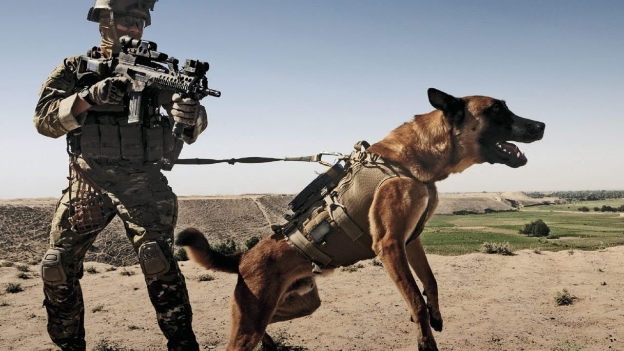 7 Races De Chiens Militaires Les Plus Puissantes Du Monde