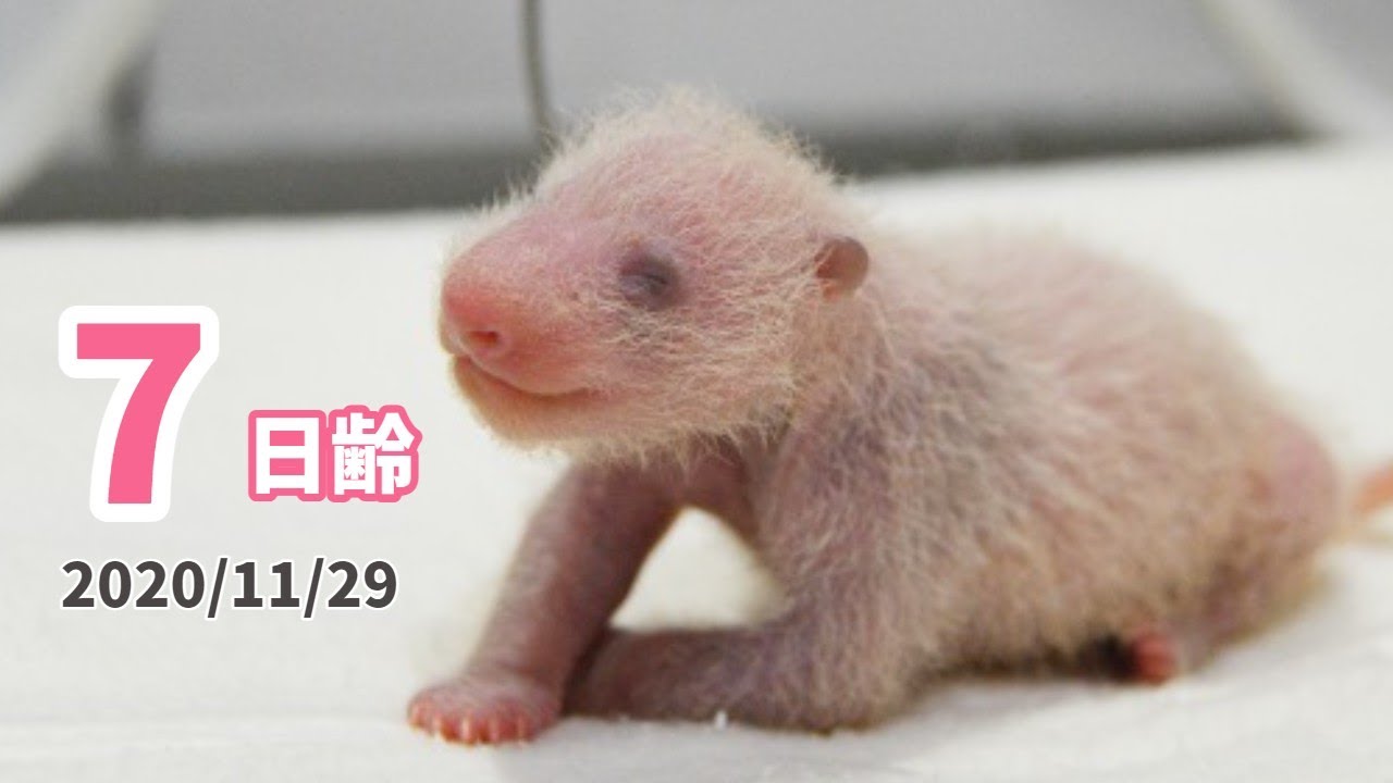 【パンダの赤ちゃん】生後１週間を迎えました！（7日齢）