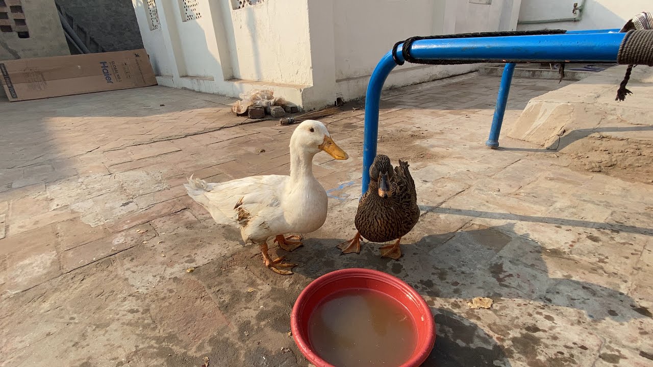 FINALLY DUCKS KA NAME RAKH DIYA 😍 BEAUTIFUL NAME 🤔