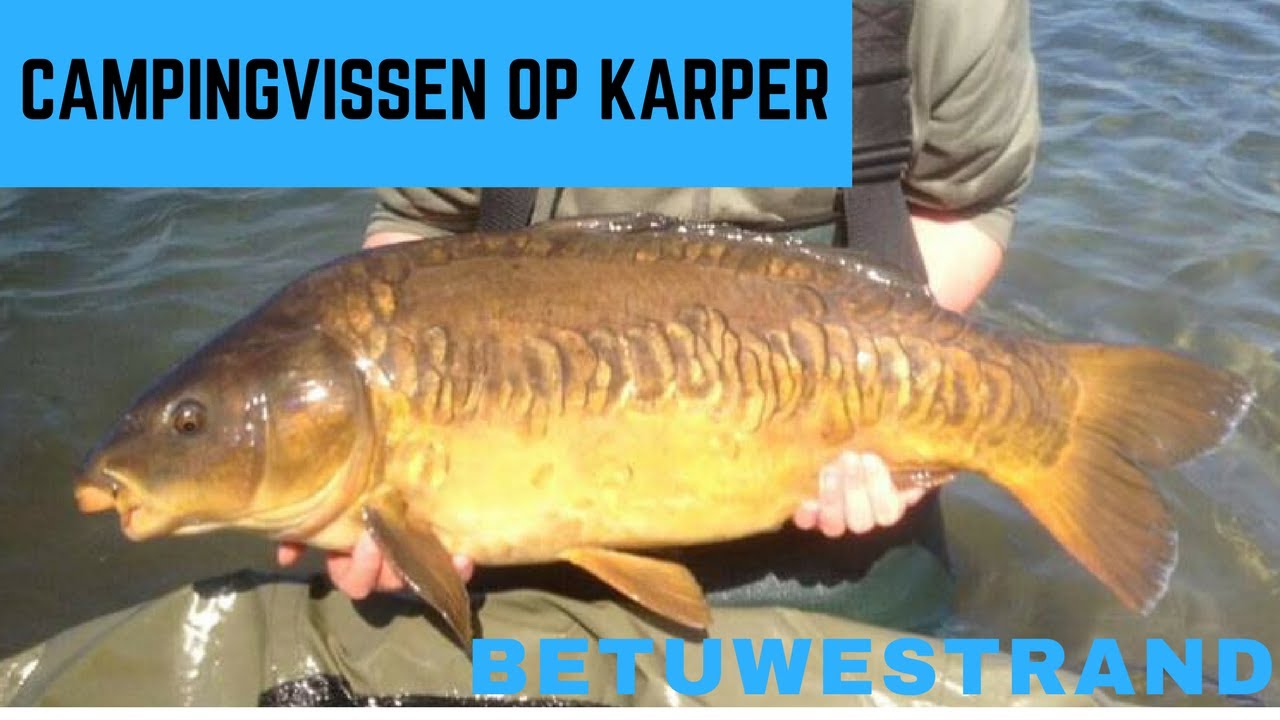 Campingvissen op karper! - Betuwestrand
