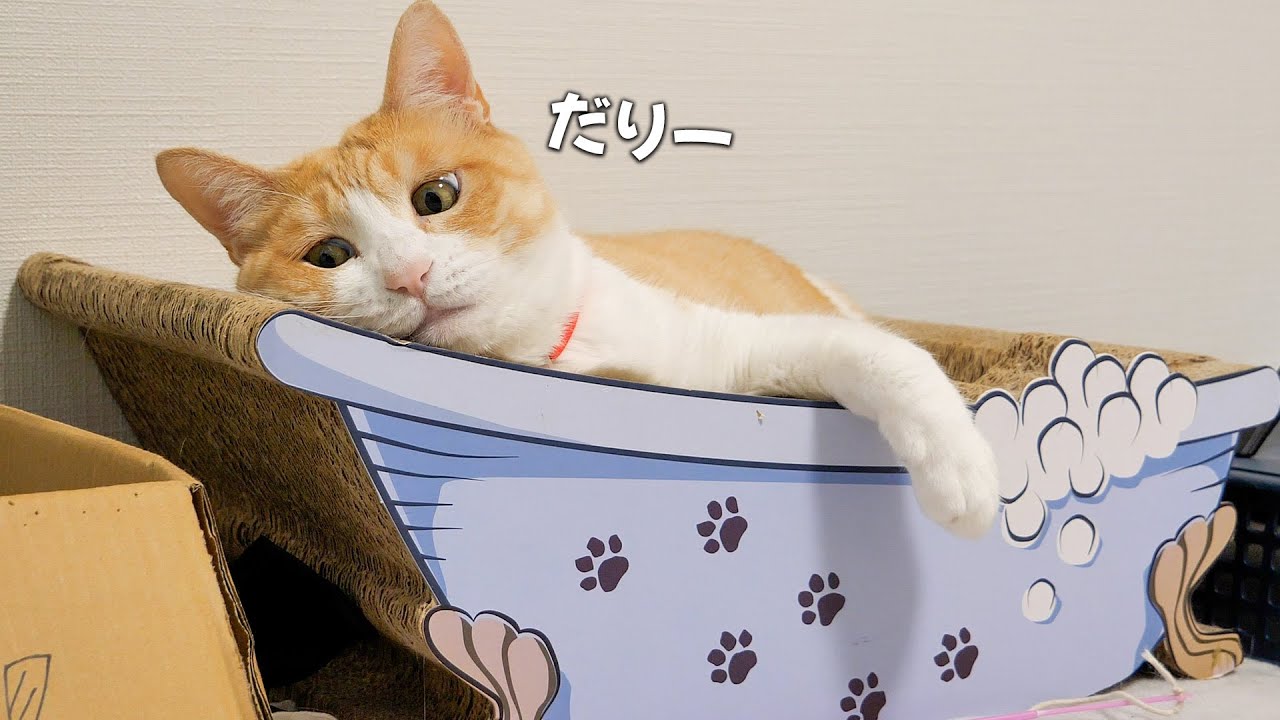 身の回りの世話を全て飼い主に任せている猫の顔がこちらです。