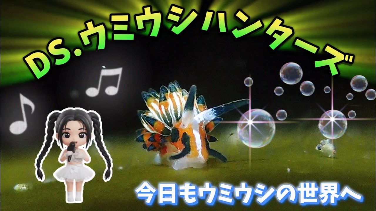 DIVING SHOPウミウシハンターズ 20260201 城ヶ島水域でのウミウシダイビング。ログブックになるように何かしゃべりながらのウミウシ紹介。ウミウシならウミウシハンターズです。