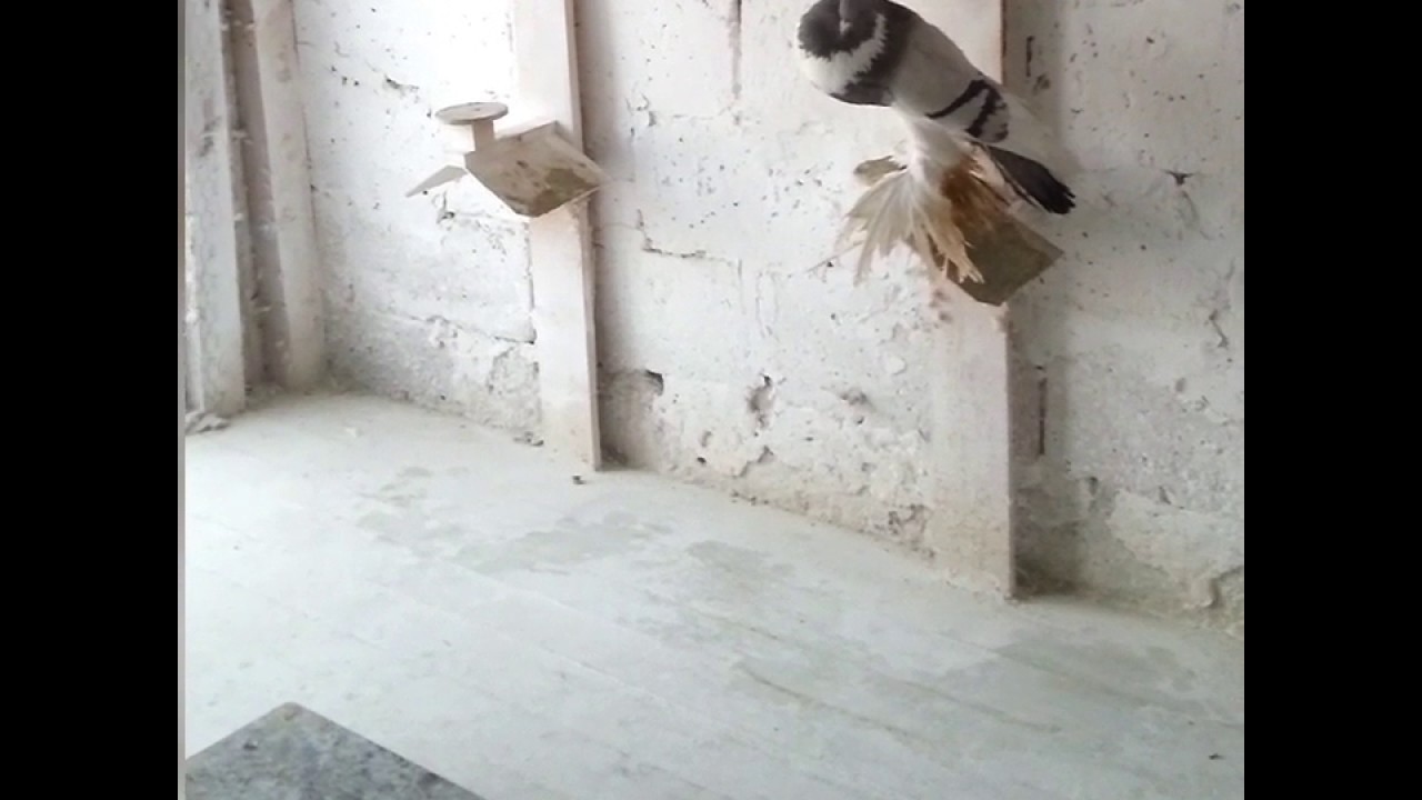 Garłacze pomorskie, Pomeranian pouter, Pommersche krőpfer Ożar&oacute;w