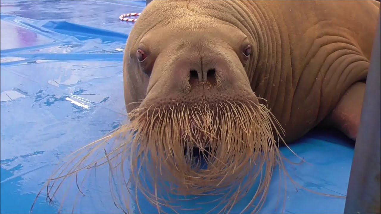セイウチマニアがみるセイウチコラボショー＠鳥羽水族館