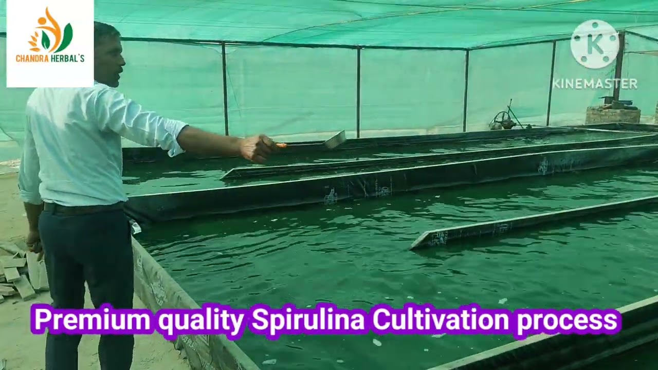 Natural Spirulina farming Rajasthan, स्पिरुलिना खेती का सही तरीका, ☘️ #spirulina #farmingbusiness