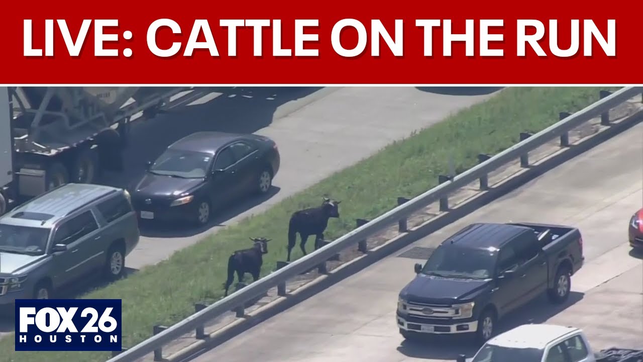 LIVE: Several cows, bulls run loose on I-45 in Houston