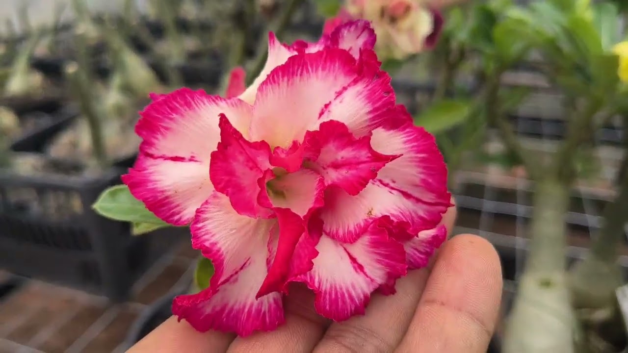 Tá um show essa semana a floração 