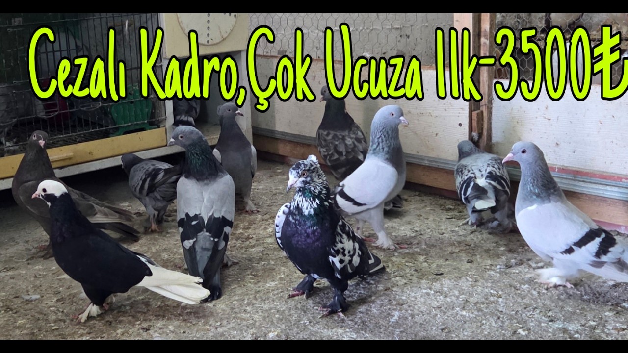 Cezalı Kadro, Çok Ucuz.